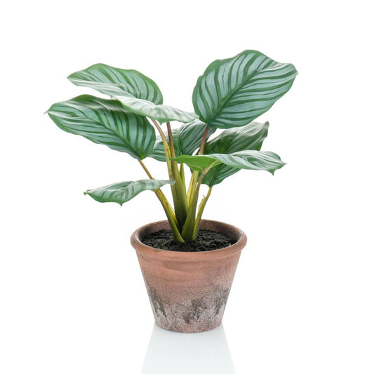 Emerald Calathea Orbifolia artificial Terra en maceta 32 cm