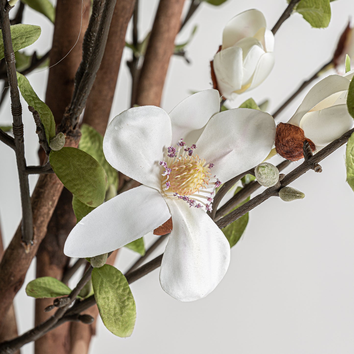 Planta Magnolia -  Vical Home
