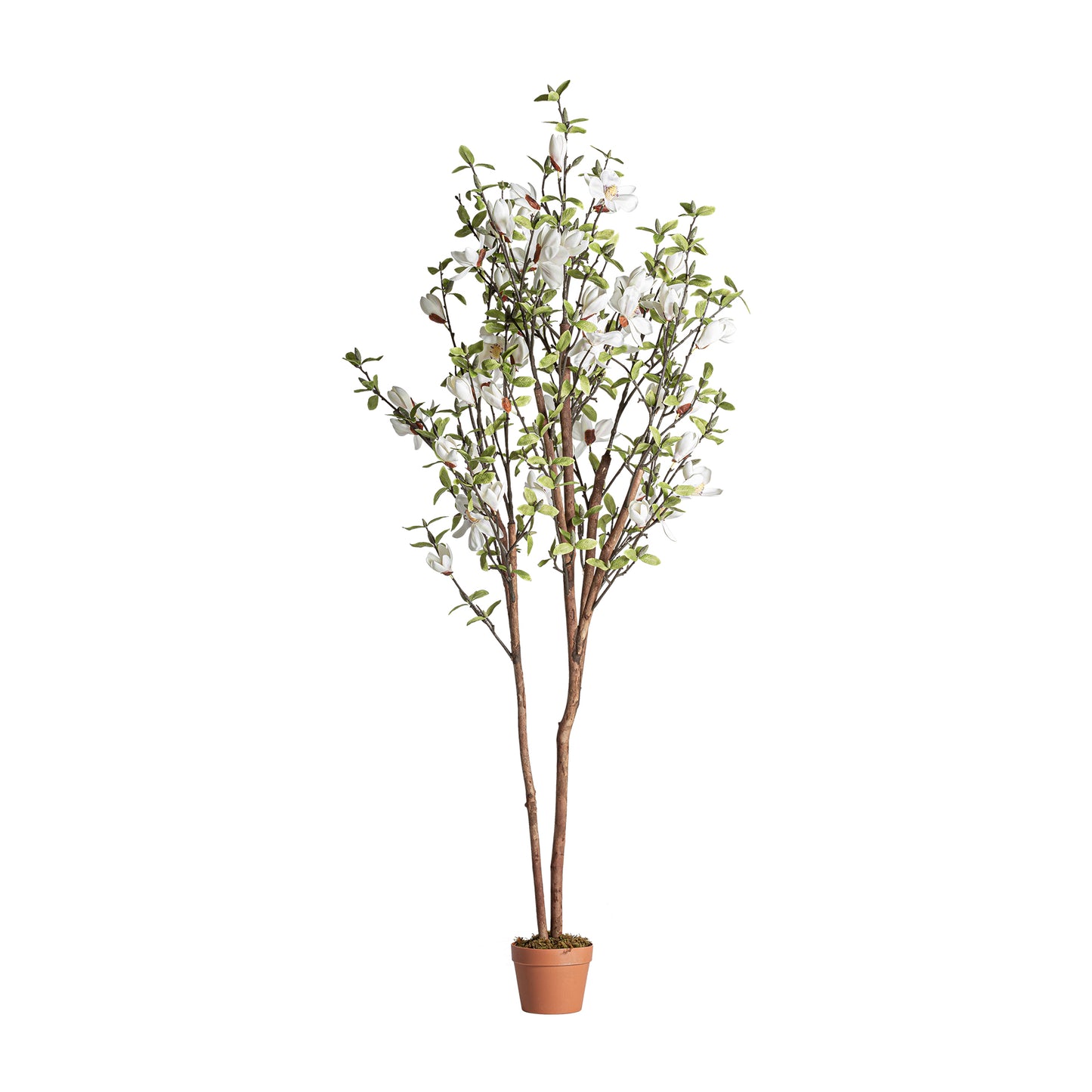 Planta Magnolia -  Vical Home