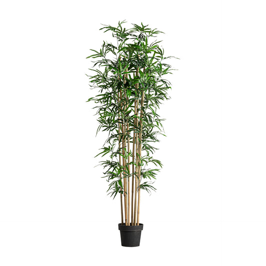Planta Bambú -  Vical Home