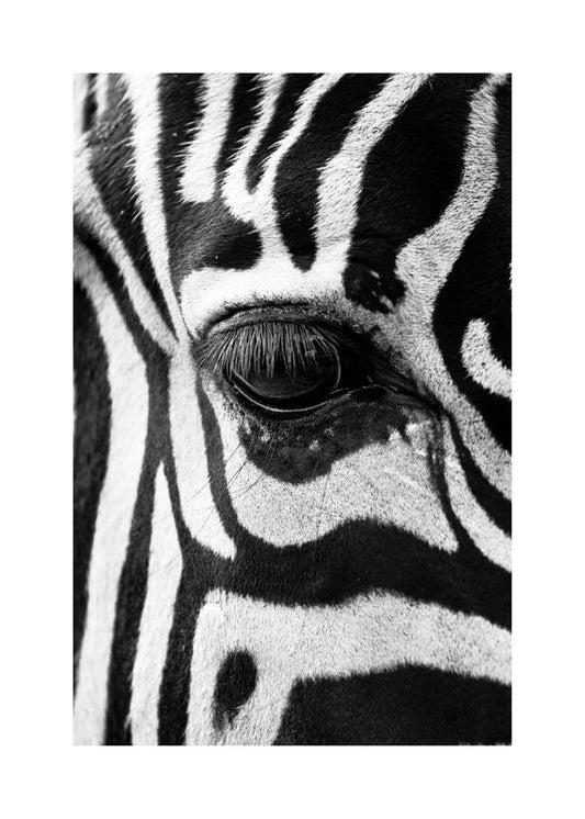 Lámina Cebra 70 x 100 cm Marco negro - Hannun