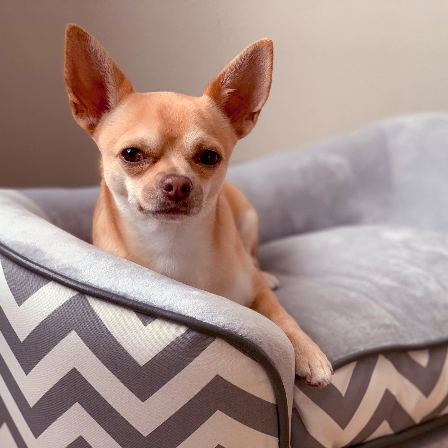 PawHut Sofá para Mascotas Sofá Acolchado para Perros y Gatos de Madera Cama Elevada para Perros y Gatos con Cojín Grueso Patas y Bolsillo de Almacenaje 68,5x40,5x40,5 cm Gris